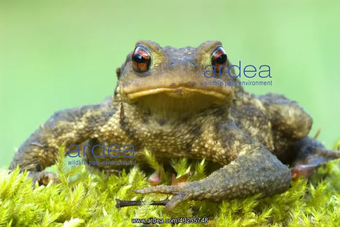 : European Toad (Bufo bufo), Allier, France : European Toad (Bufo bufo), Allier, France