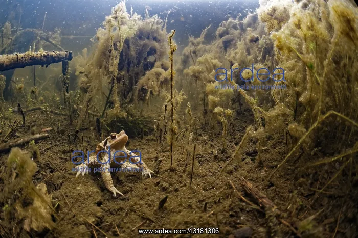 : European toad (Bufo bufo) in a pond, Prairies du : European toad (Bufo bufo) in a pond, Prairies du