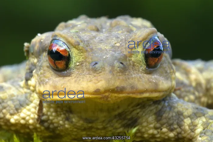 : European Toad (Bufo bufo) portrait, Allier, Fra : European Toad (Bufo bufo) portrait, Allier, Fra