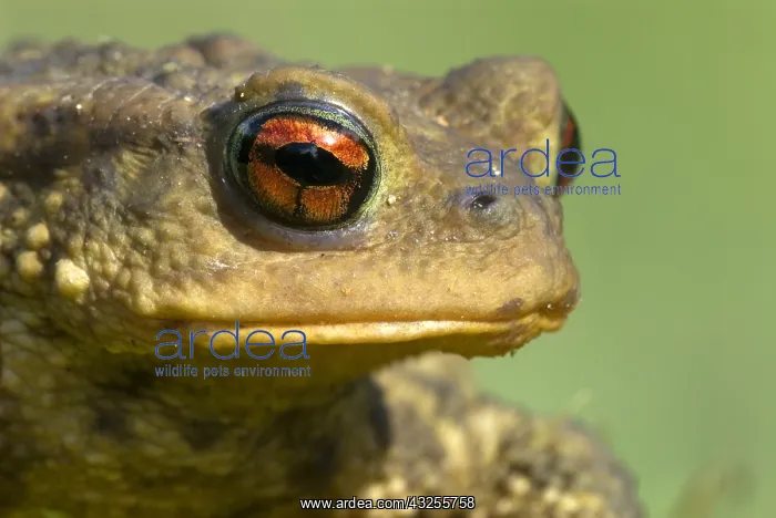 : European Toad (Bufo bufo) portrait, Allier, Fra : European Toad (Bufo bufo) portrait, Allier, Fra