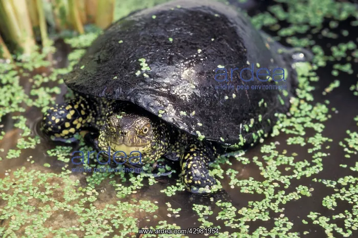 : European Tortoise : European Tortoise