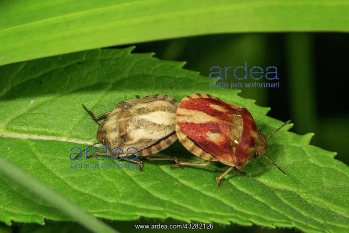 : European Tortoise Bug (Eurygaster testudinaria) : European Tortoise Bug (Eurygaster testudinaria)