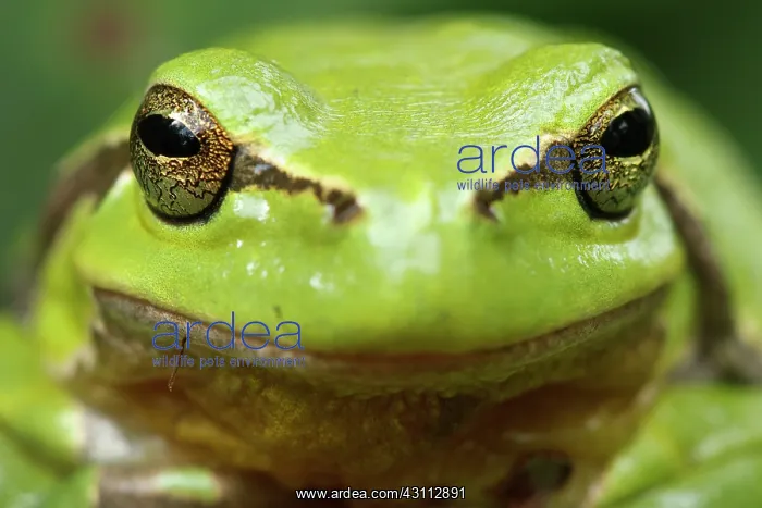 : European Tree Frog : European Tree Frog