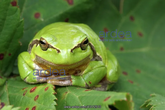 : European Tree Frog : European Tree Frog