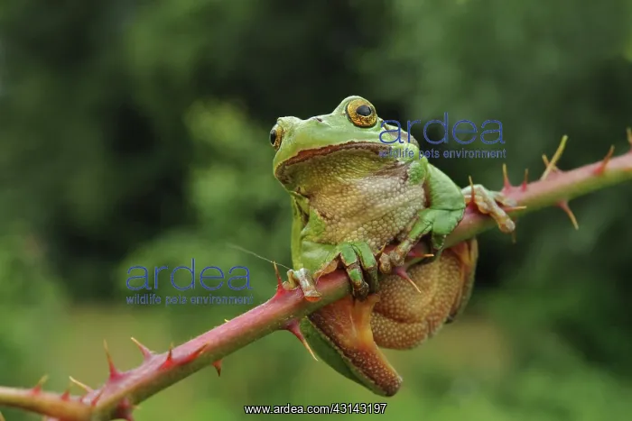 : European Tree Frog : European Tree Frog