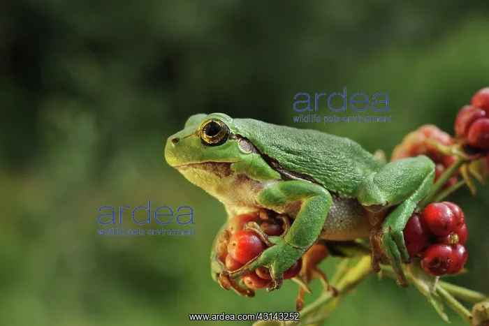: European Tree Frog : European Tree Frog