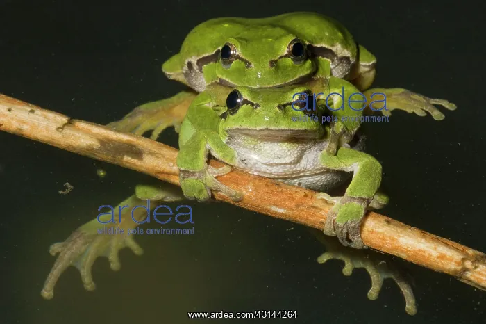 : European Tree Frog : European Tree Frog