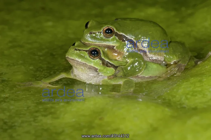  : European Tree Frog