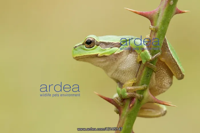 : European Tree Frog : European Tree Frog