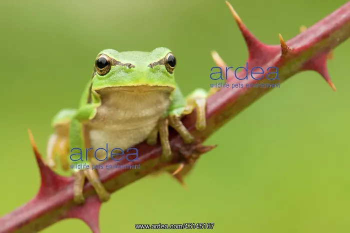 : European Tree Frog : European Tree Frog