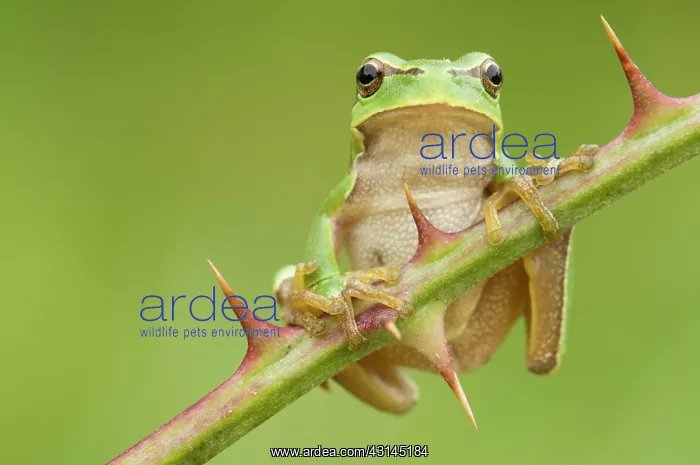 : European Tree Frog : European Tree Frog
