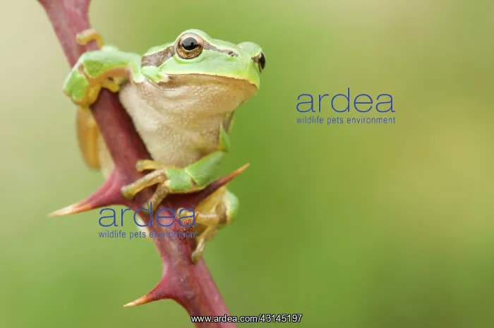 : European Tree Frog : European Tree Frog