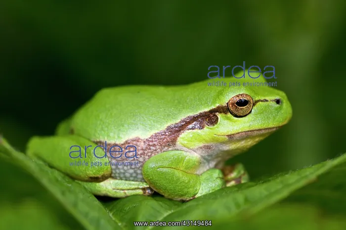 : European Tree Frog : European Tree Frog