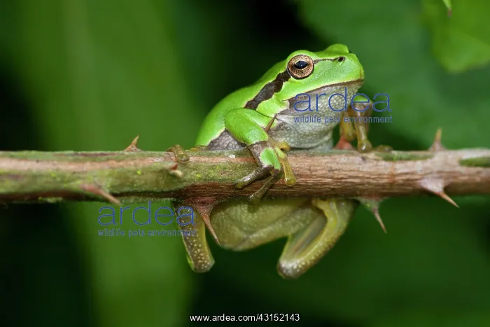 : European Tree Frog : European Tree Frog