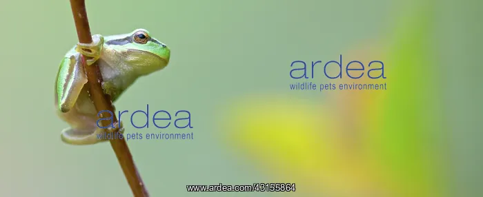 : European Tree Frog : European Tree Frog