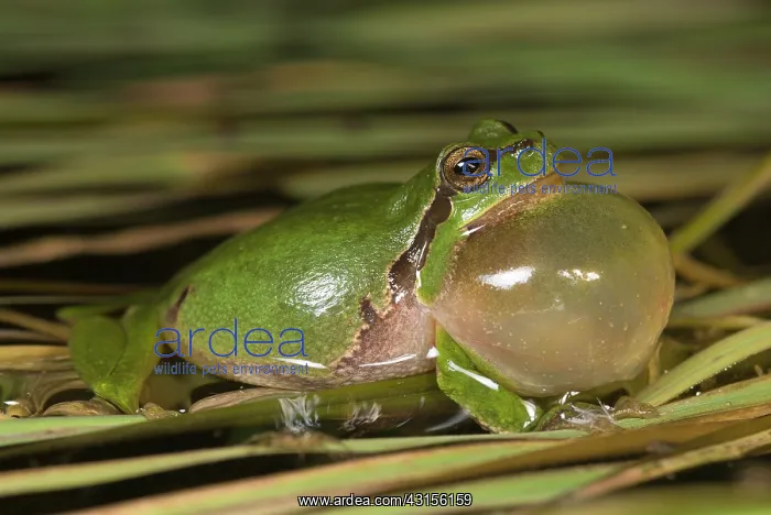 : European Tree Frog : European Tree Frog