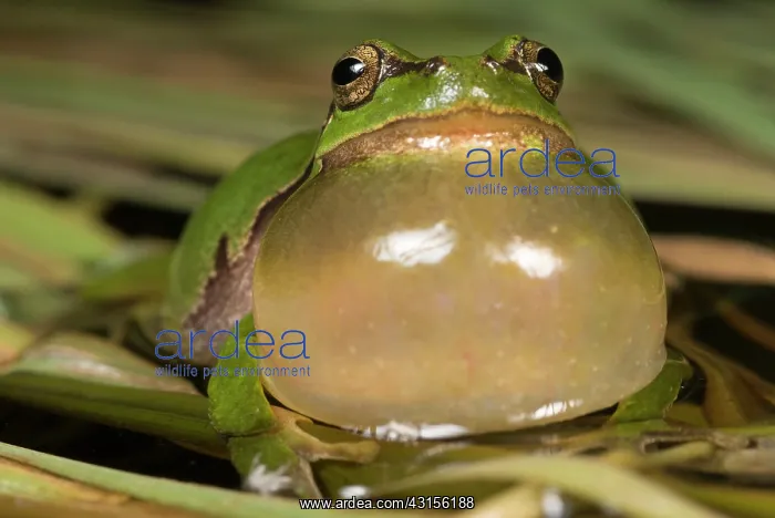 : European Tree Frog : European Tree Frog