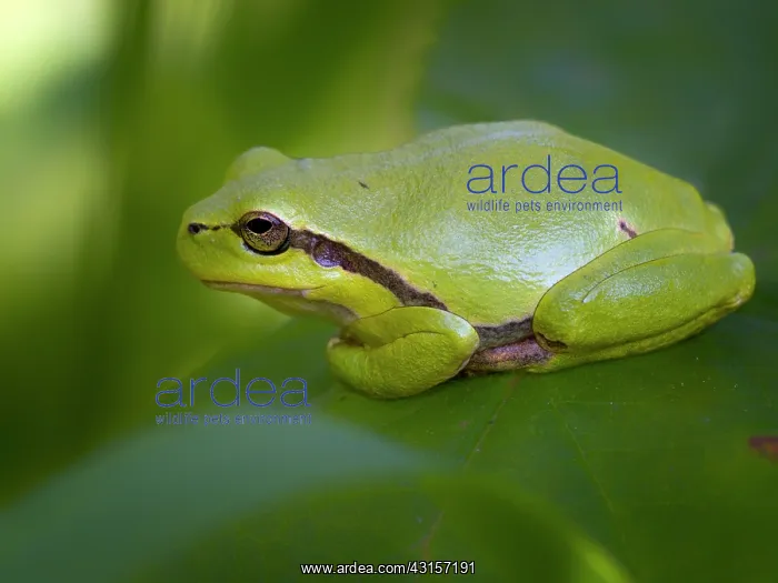 : European Tree Frog : European Tree Frog