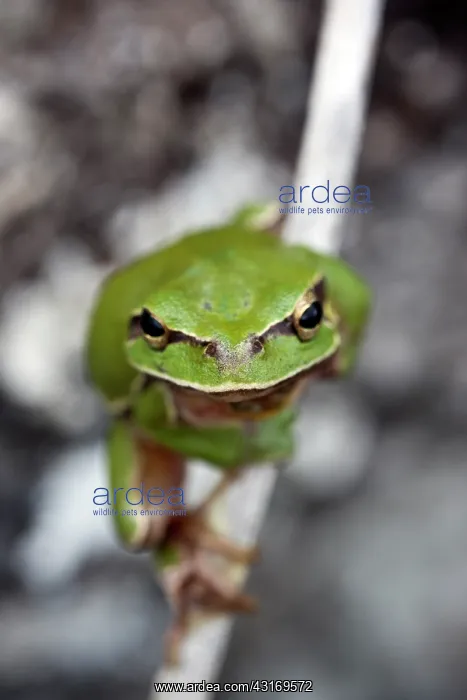 : European Tree Frog : European Tree Frog