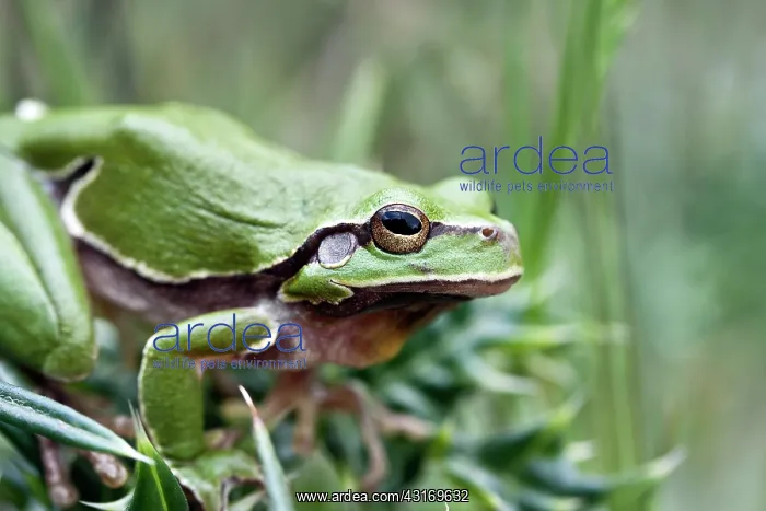 : European Tree Frog : European Tree Frog
