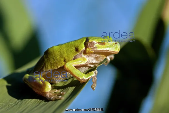 : European Tree Frog : European Tree Frog