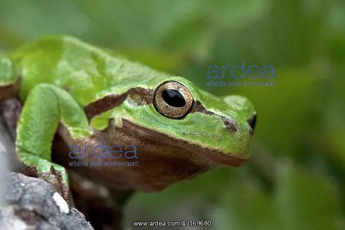 : European Tree Frog : European Tree Frog