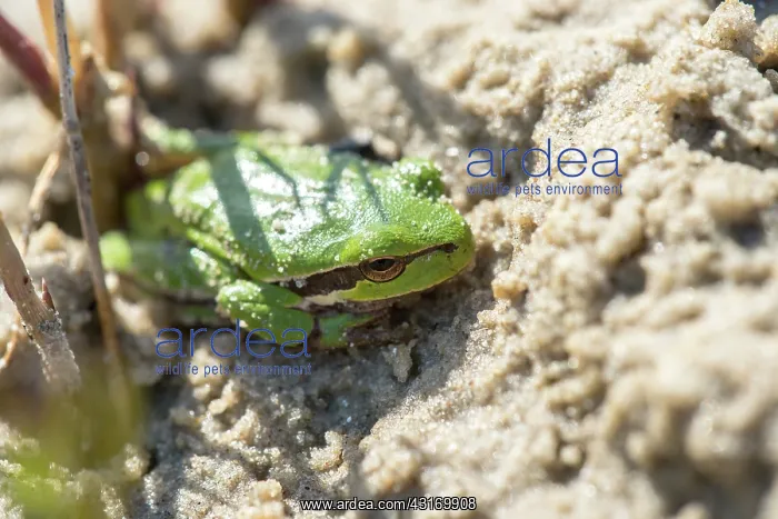 : European Tree Frog : European Tree Frog