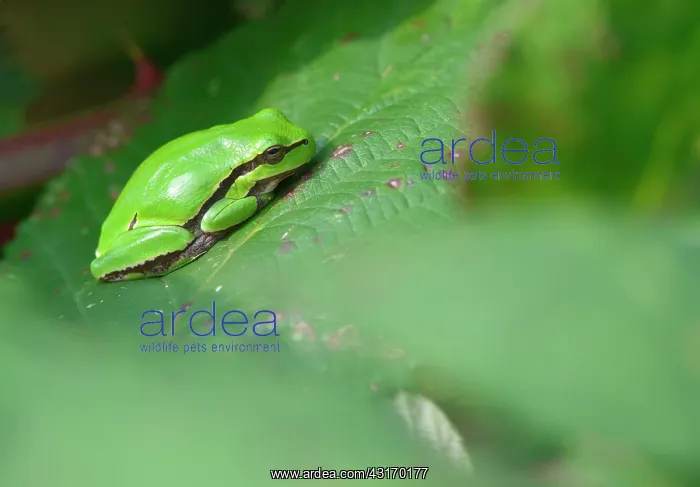 : European Tree Frog : European Tree Frog