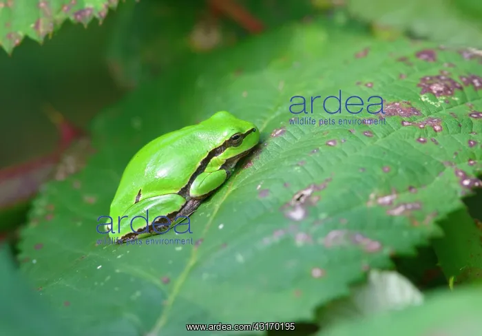 : European Tree Frog : European Tree Frog