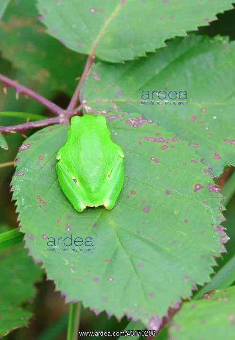 : European Tree Frog : European Tree Frog