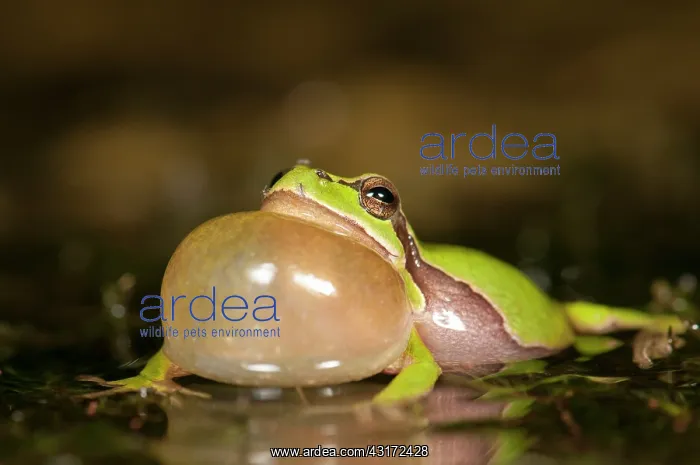 : European Tree Frog : European Tree Frog