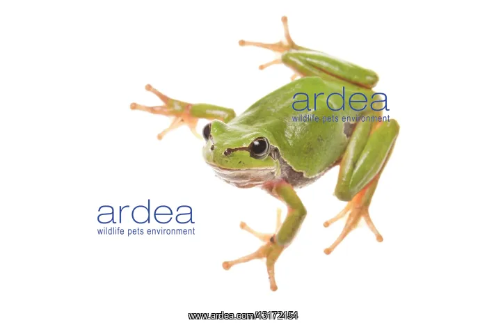 : European Tree Frog : European Tree Frog