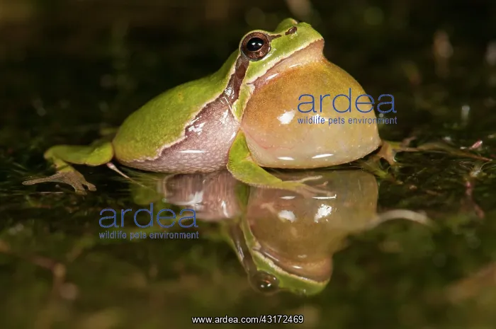 : European Tree Frog : European Tree Frog