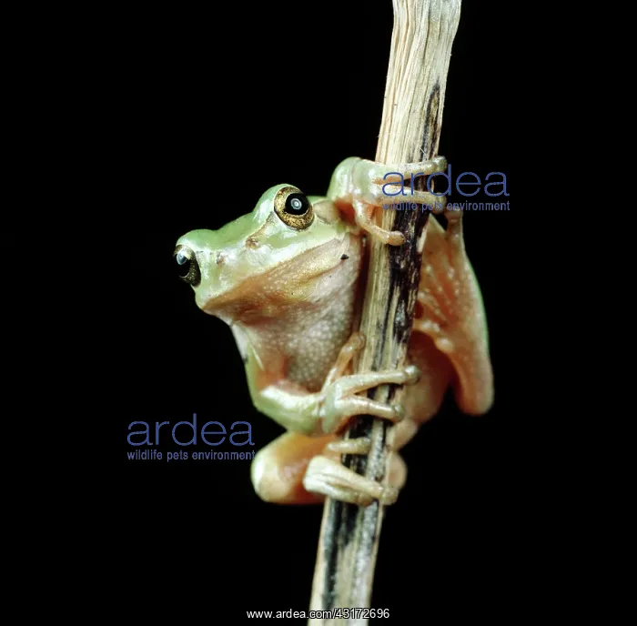 : European tree frog : European tree frog