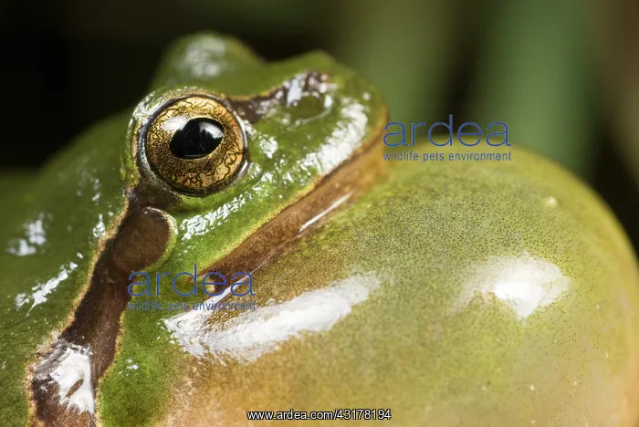 : European Tree Frog : European Tree Frog