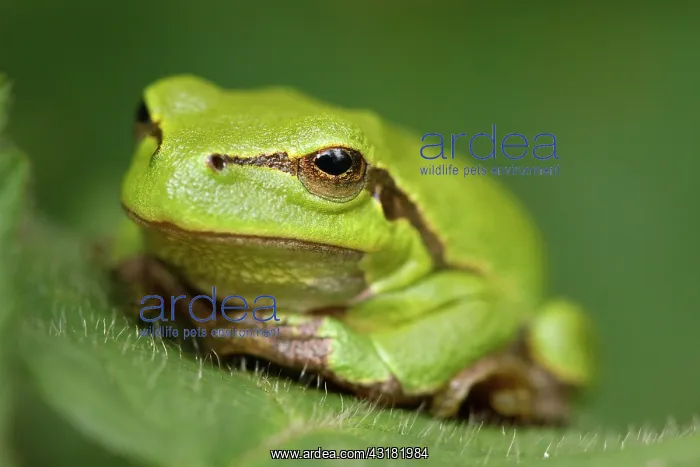 : European Tree Frog : European Tree Frog