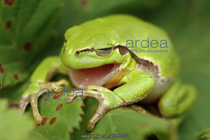 : European Tree Frog : European Tree Frog