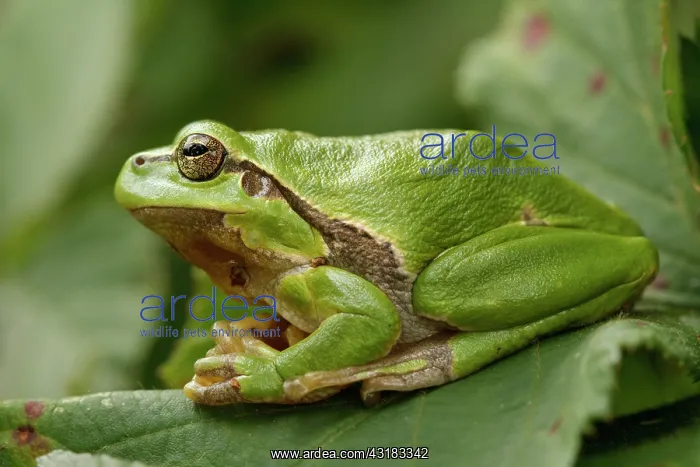 : European Tree Frog : European Tree Frog