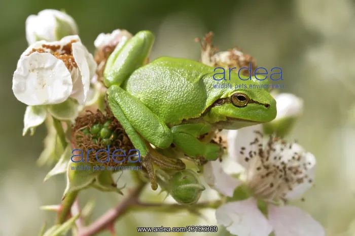 : European Tree Frog : European Tree Frog