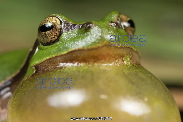 : European Tree Frog : European Tree Frog