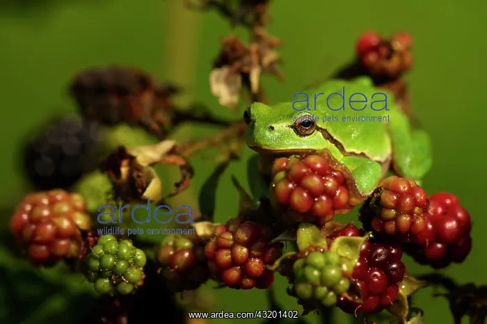 : European Tree Frog : European Tree Frog
