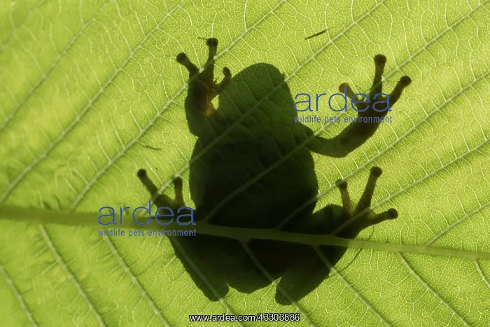 : European tree frog - adult frog on a blade - Germany : European tree frog - adult frog on a blade - Germany