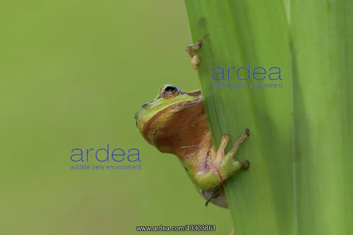 : European tree frog - adult frog on a blade of grass : European tree frog - adult frog on a blade of grass