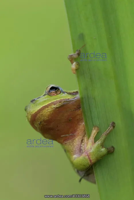  : European tree frog - adult frog on a blade of grass