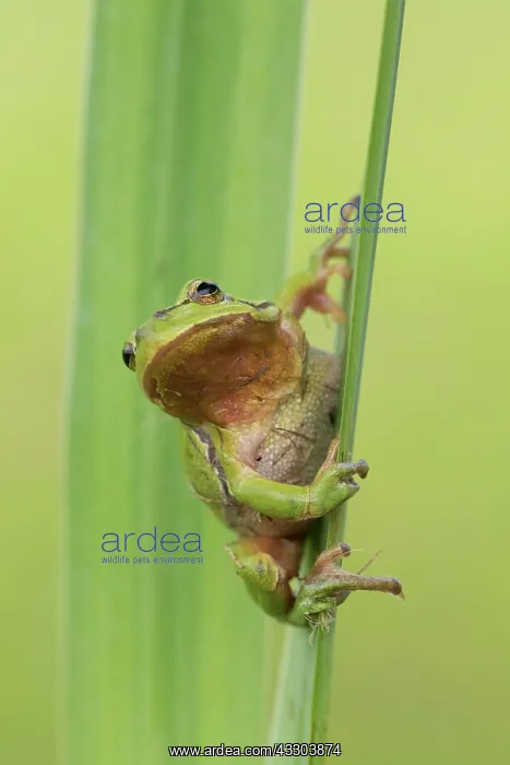 : European tree frog - adult frog on a blade of grass : European tree frog - adult frog on a blade of grass