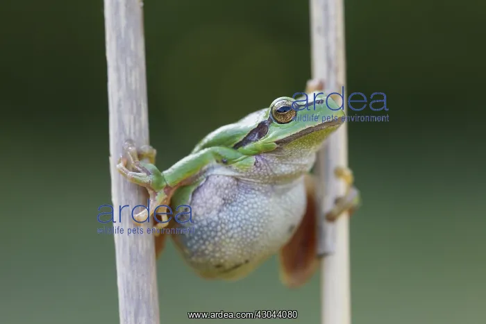  : European Tree Frog - adult frog - Germany
