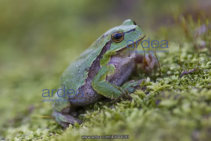  : European Tree Frog - adult frog - Germany