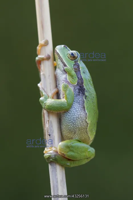  : European Tree Frog - adult frog - Germany