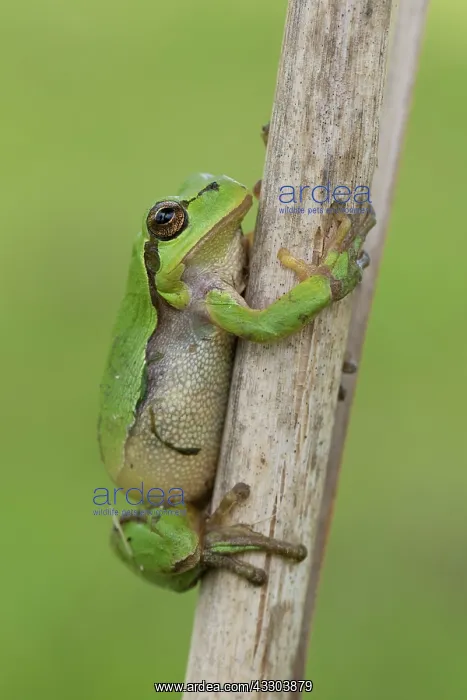 : European tree frog - adult frog - Germany : European tree frog - adult frog - Germany