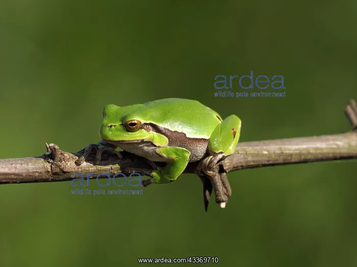 : European Tree Frog - on branch : European Tree Frog - on branch